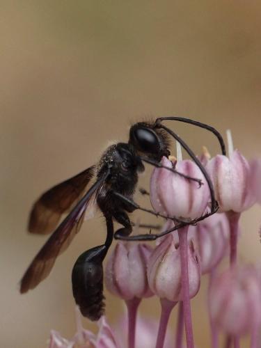 Isodontia mexicana